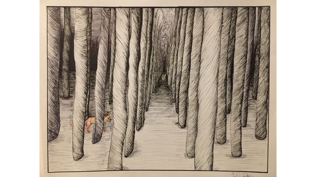 Fox peeking out between rows of tree trunks