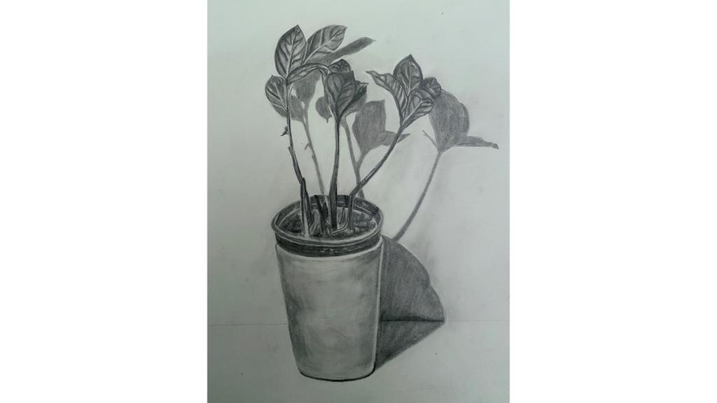 A potted plant