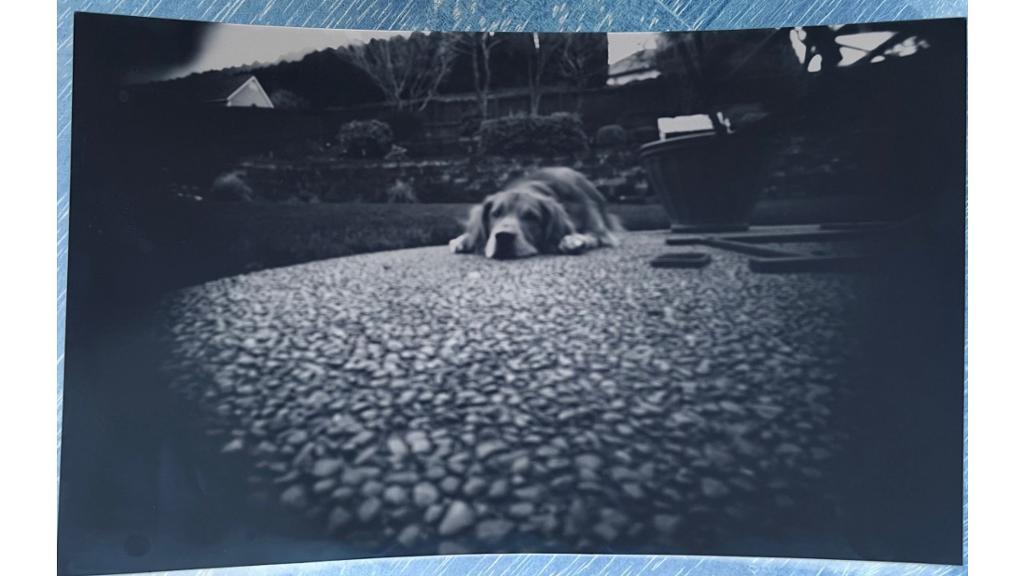Black and white photo of dog laying outside