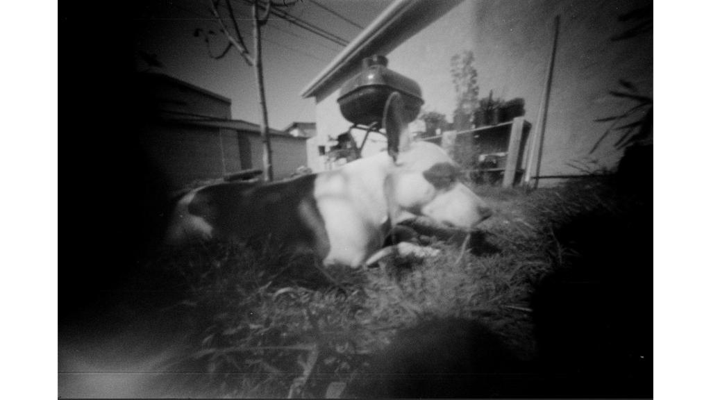 Black and white photo of dog laying in lawn