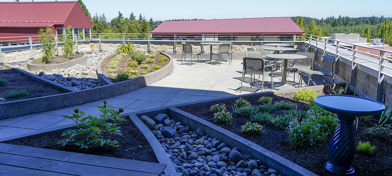 Applied Management Students Revive Rooftop Garden 