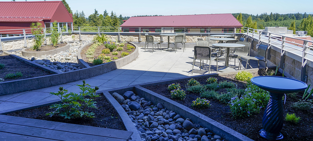 Applied Management Students Revive Rooftop Garden